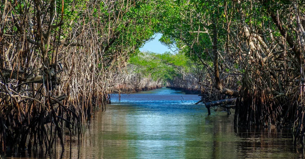 mangroves