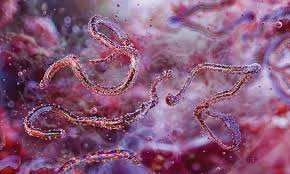 Marburg virus disease